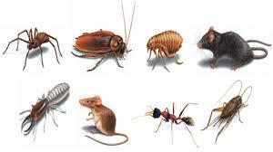 F. Plagas Las plagas más frecuentes en las zonas pobladas son hormigas y moscas, seguidas de cucarachas y ratones.