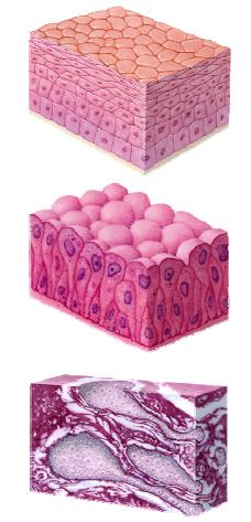 EPITELIOS GLANDULARES: compuesto por células secretoras que pueden agruparse formando glándulas. Escasa sustancia intercelular.