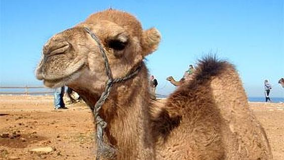 Si uno ve un camello en un sueño, la muerte ha sido