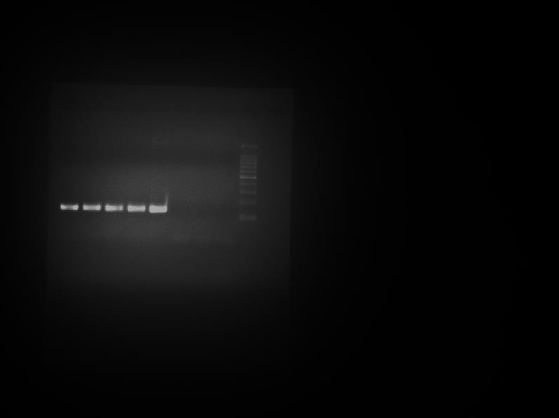 Figura 7.-Cinética de DNA y Taq polimerasa. Gel de agarosa al 2% teñido con bromuro de etidio. Carril 1: 2.5 U de Taq; Carril 2: 2 U Taq, Carril 3: 1.
