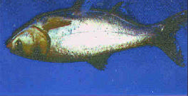 ESPECIES DE CULTIVO Tilapia (Oreochromis niloticus) Carpa común (Cyprinus carpio) Carpa cabeza grande (Aristichthys