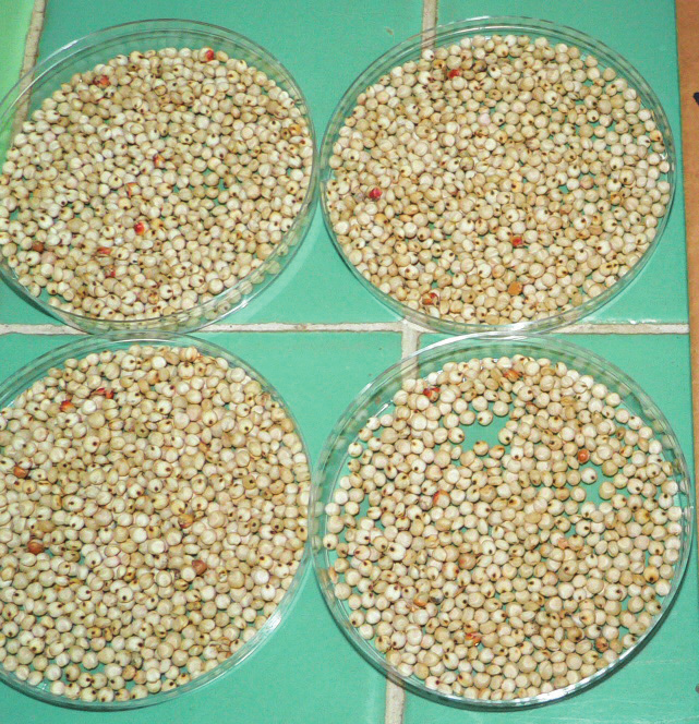 Segundo paso: Obtención de una muestra de trabajo Una muestra de trabajo sirve para obtener las semillas que se usarán en las pruebas de germinación.