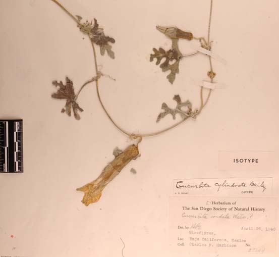 Cucurbita digitata A. Gray, Plant. Wright. 2: 60. 1853. Tipo: U.S.A., New Mexico. C. Wright 1088 (Holotipo, GH!). Nombres comúnes: chichicayota, calabacilla, melón de coyote (Sonora).