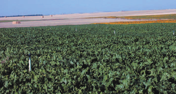 Recomendaciones 2007 para el control químico de las malas hierbas en remolacha azucarera A continuación se exponen las recomendaciones para el área de siembra primaveral: Castilla y León, La Rioja y