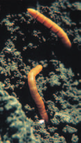 PROTECCIÓN DEL CULTIVO 5 GUSANO DE ALAMBRE (Agriotes spp) Ciclo de vida y descripción Las larvas viven en el suelo durante varios años (2 a 5) y se alimentan de las partes subterráneas de una amplia