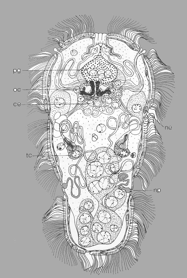 Trematodos: larva miracidio Huevo