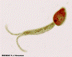 Schistosoma = Bilharzia Bilarziosis Schistosoma mansoni Schistosoma haematobium vive en los