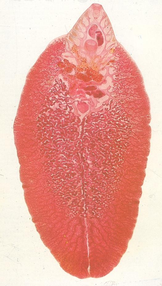 Trematodos Clonorchis (Opisthorchis) Paragonimus Fasciola 1. Son animales con simetría bilateral y cuerpo sin metamerizar 2. Son platelmintos parásitos, comensales, parásitos internos 3.