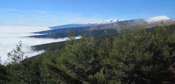 Cambios de uso del suelo y de la cubierta vegetal en Sierra Nevada En el último medio siglo, un 42,8% de la superficie total de la Reserva de la Biosfera ha