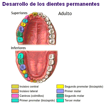 Tipos de dientes definitivos Según la forma de la corona y por lo tanto de su función, hay cuatro tipos de dientes: 1. Incisivos (8 piezas): dientes anteriores con borde afilado.