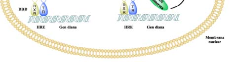 Mecanismo de Acción 1.Con efectos rápidos Cambios en la estructura básica del anillo de esterol y alteración de las características físicas dela membrana celular 2.