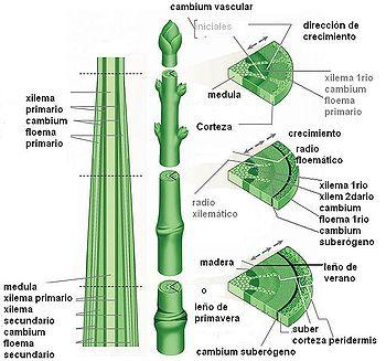 Tallos Es la parte de la planta que crece en sentido contrario al de la raíz, de abajo hacia arriba Funciones Conducción de