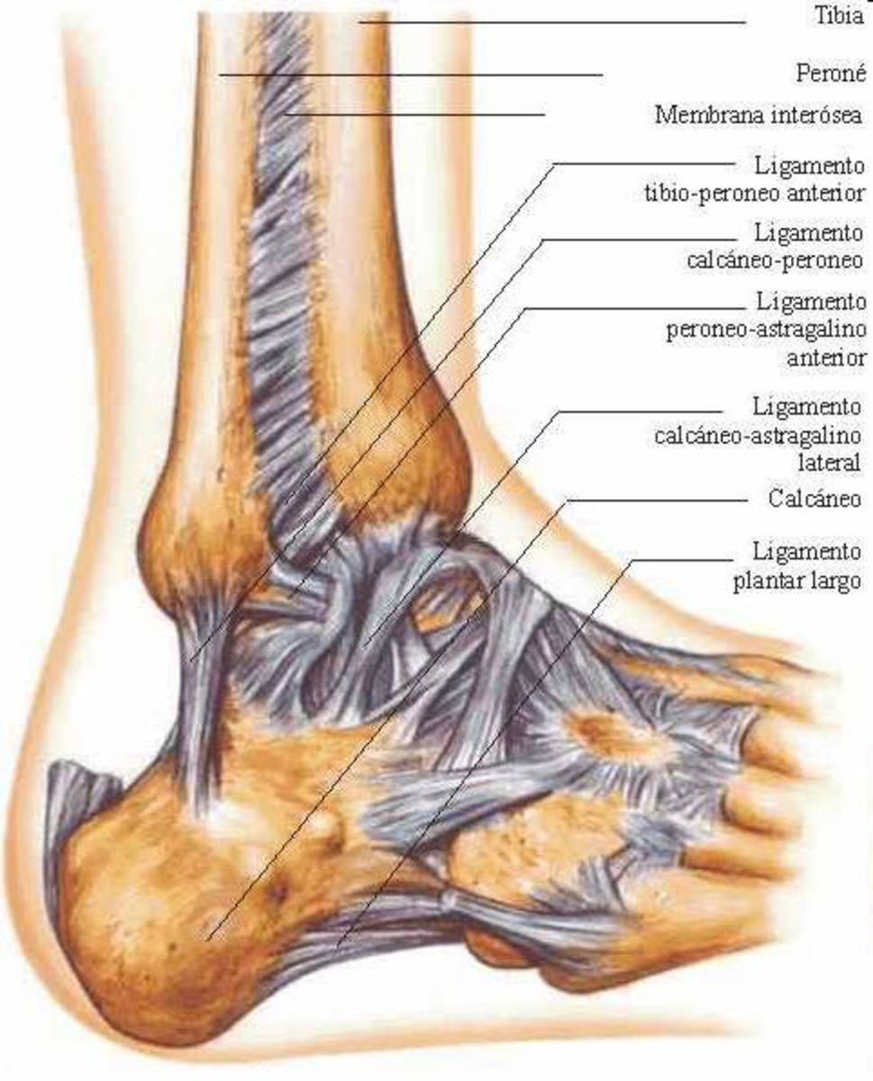 Fig. 3: Anatomía ligamentosa