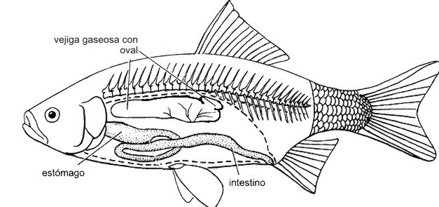 GUÍA DE TRABAJOS PRÁCTICOS- 2010 2) Observe en un ejemplar de Hoplerythrinus la vejiga gaseosa de tipo fisóstoma. Identifique el conducto neumático y la vejiga. Utilice la figura 3 como guía.