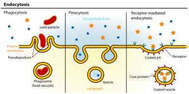 Pinocitosis Consiste en la invaginación de la membrana para introducir una partícula o molécula, generalmente insoluble y de gran tamaño molecular.