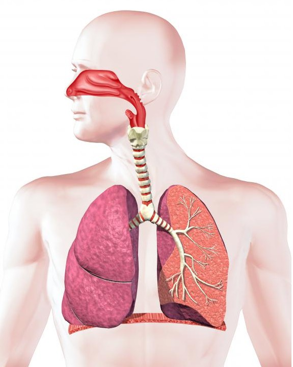 Funciones del aparato respiratorio Suministrar oxígeno a los tejidos y la eliminación de dióxido de carbonocontribuir a la regulación del equilibrio ácido-base en la sangre Permitir la vocalización