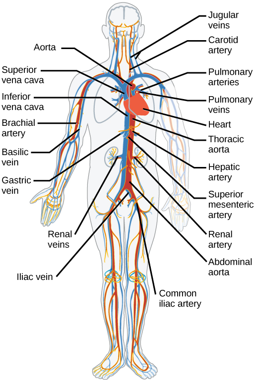 OpenStax-CNX module: m55683 9 Figure 4: La arterias del cuerpo (en color rojo) inician en el arco aórtico y se ramican para proveer de sangre oxigenada a los músculos y órganos del cuerpo.