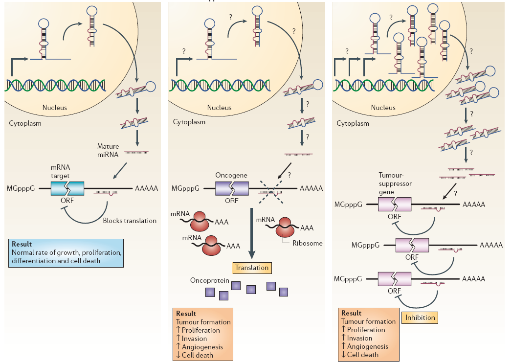 MicroRNA, MGMT methylation and PTEN & P53 mutations in Glioblastomas micrornas y cáncer Normal tissue MicroRNA as tumor suppressor MicroRNA as oncogene
