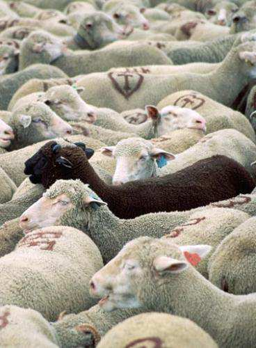 Slide 97 (Answer) / 135 25 La lana de color negro es un rasgo recesivo homocigótico en el ganado ovino. De 100 ovejas en total, 25 tienen lana negra.