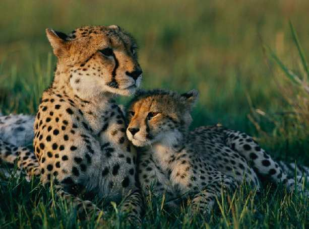 Slide 123 / 135 Deriva genética y homocigosis Dado que la mayoría de la población del guepardo se ha matado, la población ha experimentado una Deriva genética.