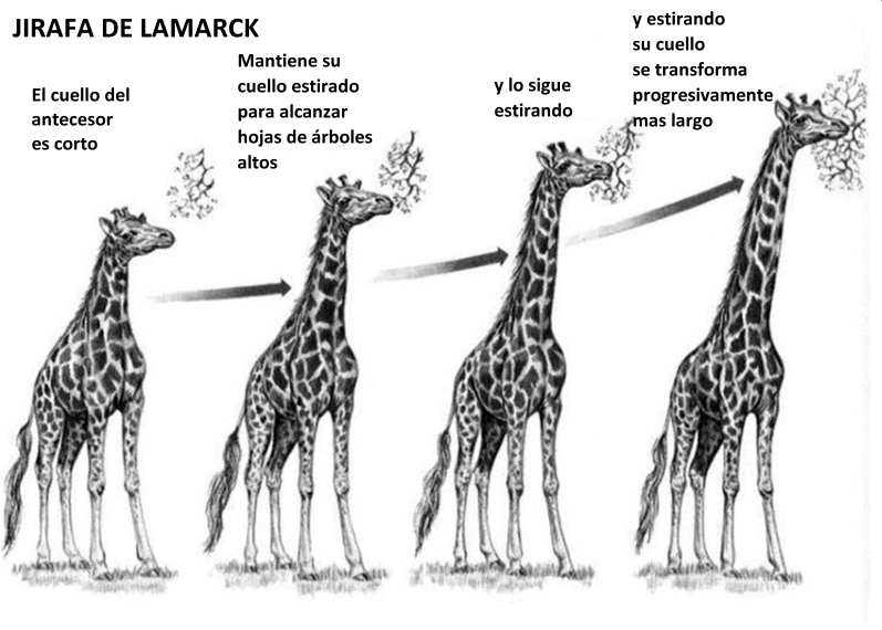 Slide 20 / 135 Jean-Baptiste Lamarck Recordemos la Teoría de Lamarck: La herencia de los caracteres adquiridos.