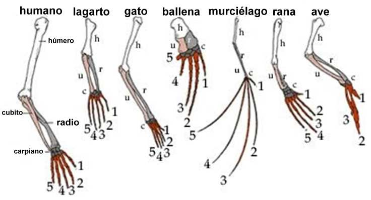 Slide 39 / 135 Estructuras homólogas Darwin se percató que los animales tenían cuerpos y estructuras similares.