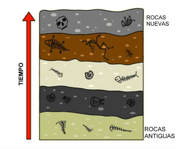 Slide 49 / 135 Registro fósil El registro fósil es la disposición ordenada de las capas que aparecen los fósiles.