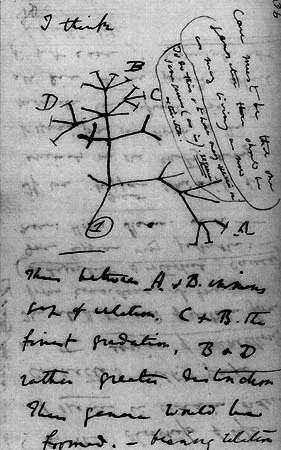 Slide 54 / 135 El origen de las especies El árbol de Darwin de la vida evolutiva En 1859 Darwin publicó sus observaciones y conclusiones en un libro llamado "El Origen de las Especies" En su libro,
