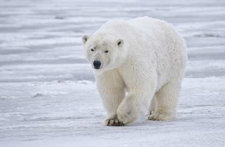 Slide 70 (Answer) / 135 14 Se cree que los osos polares han evolucionado a partir de los osos pardos hace 600.000 años.