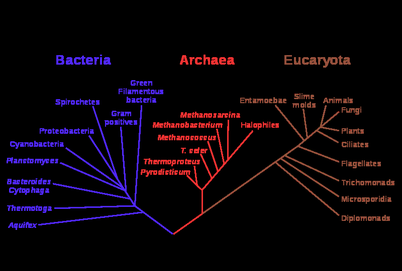 Slide 9 / 135 Último Ancestro Común Universal (LUCA) La explicación más razonable de que TODA FORMA DE VIDA utiliza el mismo código genético es que el código estaba en su lugar antes de que