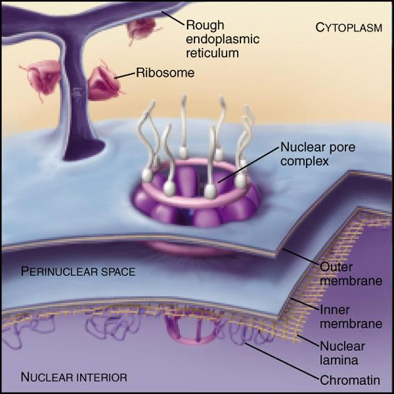ENVOLTURA NUCLEAR Estructura compleja que cuya función es actuar como la frontera entre el núcleo y el citoplasma de una célula eucariota.