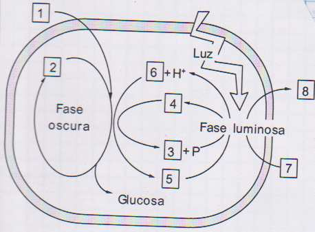 a. Identifique las sustancias señaladas con los números 2 y 4 en la figura. b. Dibuje un esquema de una mitocondria, en el que aparezcan señalados 4 componentes o c.