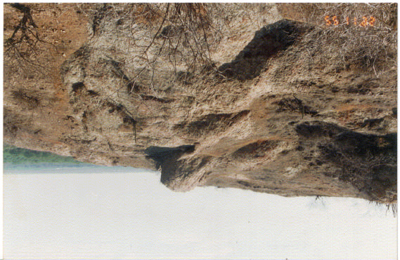 tobas riolíticas. Las rocas son de afinidad calcoalcalina a toleítica (Morche W., 1997). Edad y correlación.