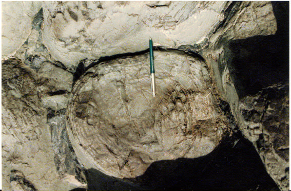 Foto 15.- Detalle de la foto anterior donde se muestra una almohadilla individual con la típica estructura concéntrica, nótese que la estructura está rodeada por sedimentos (calizas).