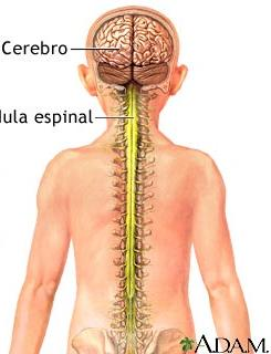 Tronco encefálico Bulbo raquídeo: Es la parte que se une con la medula espinal (prolongación) Sobre el agujero occipital y