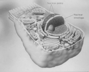 La membrana celular es selectiva Transporte en membranas a través de proteínas Lipid bilayer El núcleo contiene el material genético celular El núcleo es una estructura rodeada por una doble membrana.
