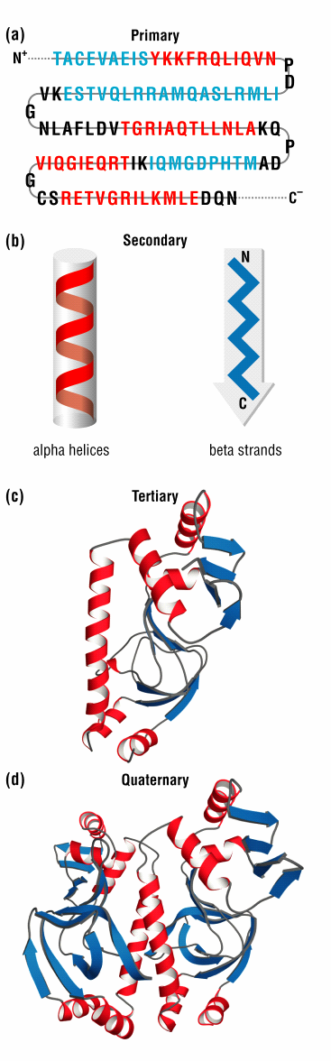 Estructura tridimensional de proteínas: niveles estructurales PRIMARIA Asociación covalente lineal de aminoácidos: cadena