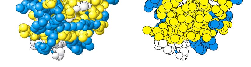 Disposición de los aminoácidos en la estructura 3D de una proteína Residuos hidrofóbicos Residuos cargados Los