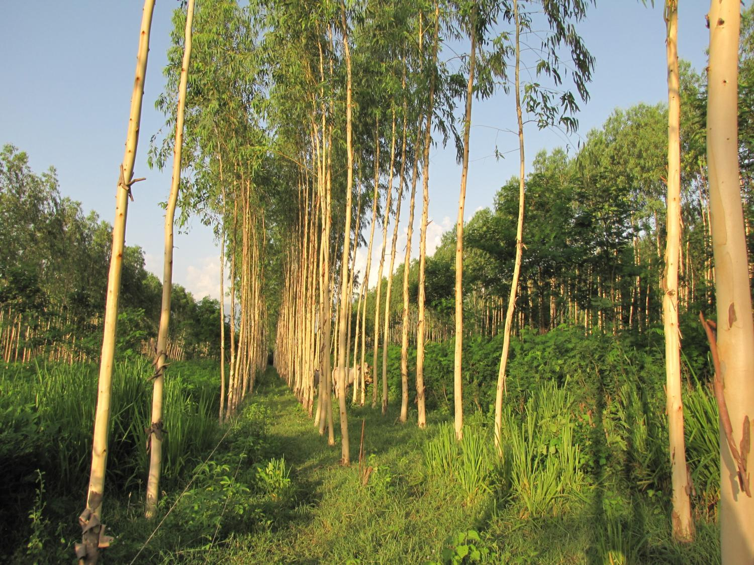 1000 árboles/ha: Franjas triples a 2 x 2 metros cada 15
