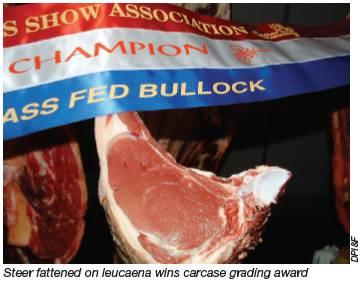 Calidad de Carne Excellent carcase quality Leucaena-fed beef close to quality of grain-fed beef: Ready