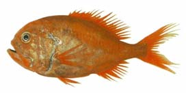 Bacalao de profundidad Dissostichus