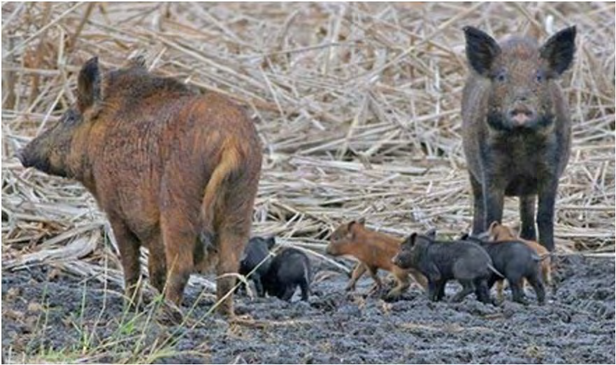 Estacionalidad Reproductiva en Cerdos En los cerdos no domesticados la estacionalidad es marcada, y las hembras del jabalí presentan una actividad ovulatoria solamente de