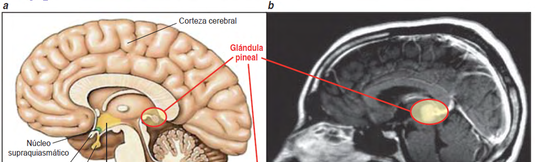 Glándula Pineal y Melatonina La melatonina se produce en la glándula