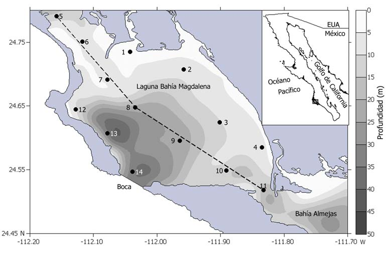 MATERIALES Y MÉTODOS ÁREA DE ESTUDIO La Bahía Magdalena se encuentra ubicada en la costa occidental de la península de Baja California entre los 24 30-24 48 N y 111 51-112 09 W (Fig.