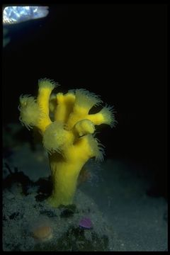 Coral verdadero (Dendrophyllia californica) Tienes alguna duda, sugerencia o corrección acerca de este taxón? Envíanosla y con gusto la atenderemos.