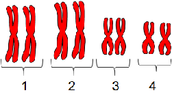 Definición: Un poliploide es un organismo que contiene más de dos juegos completos de cromosomas.
