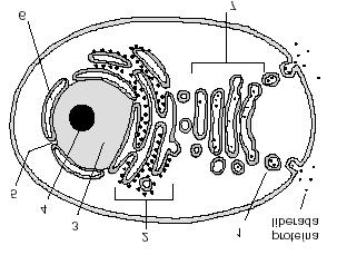 Bloque 1 a) El esquema representa una célula eucariótica que está sintetizando y liberando una proteína. Identifique las estructuras indicadas por los números 1 a 7.