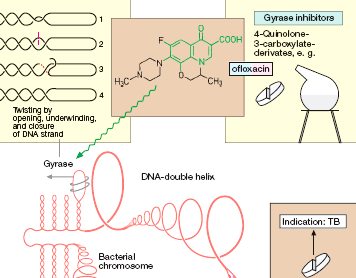 QUINOLONAS Mecanismo de acción Inhibición de la DNA girasa (G