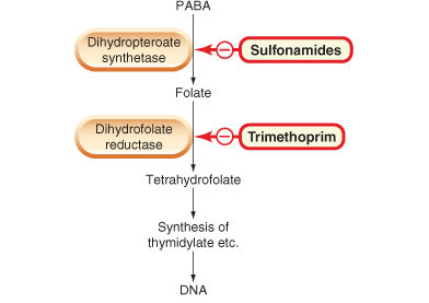 Mecanismo de acción Sulfamidas: inhibidor