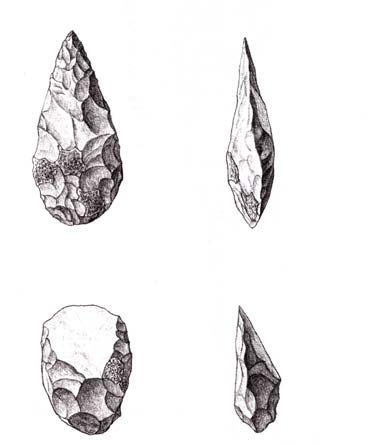 cerebral y una complejidad social muy superior que hizo que fuesen los primeros en fabricar instrumentos de piedra y con una marcada dieta carnívora. Homo habilis (2,5 a 1,6 m.